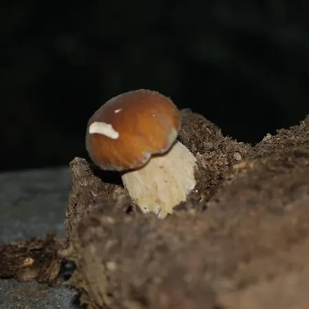 Elvira アパート *